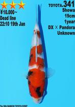 Dainichi HQ koi karper | Koikarpers  | Tosai vissen, Karper of Koi