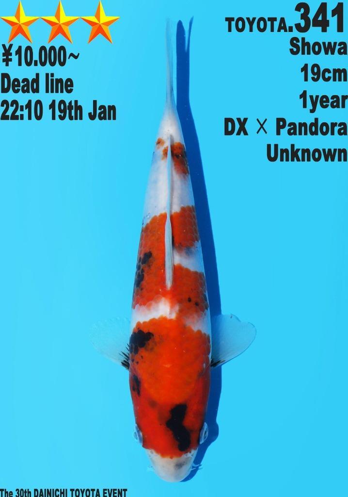 Dainichi HQ koi karper | Koikarpers  | Tosai vissen, Dieren en Toebehoren, Vissen | Vijvervissen, Karper of Koi