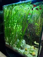 Valisneria plant tros, Dieren en Toebehoren, Vissen | Aquaria en Toebehoren, Ophalen of Verzenden, Zo goed als nieuw, Plant(en), Steen of Hout