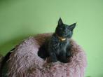 Maine coon kittens blue met stamboom, Dieren en Toebehoren, Katten en Kittens | Raskatten | Langhaar, Meerdere dieren, Gechipt