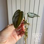 Philodendron Brandtianum - stekje, Huis en Inrichting, Kamerplanten, Ophalen, Overige soorten, Halfschaduw, Minder dan 100 cm