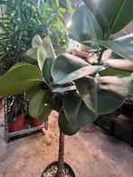 Ficus elastica op stam, Ophalen, Ficus, Minder dan 100 cm