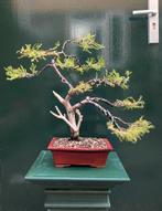 Juniperus Bonsai, Bloeit niet, Overige soorten, Minder dan 100 cm, Ophalen