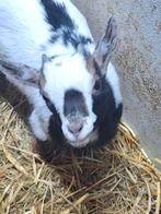 Te koop: nog slechts een paar mini dwerg bokjes!, Dieren en Toebehoren, Schapen, Geiten en Varkens, Meerdere dieren, Geit, 0 tot 2 jaar