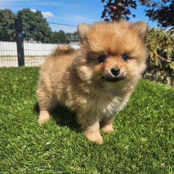 Tekoop mooie dwergkees pups beschikbaar voor biedingen