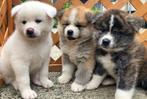Japanse Akita Inu puppys, Dieren en Toebehoren, Honden | Poolhonden, Keeshonden en Oertypen, België, Particulier, Rabiës (hondsdolheid)