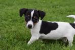 Jack russel terrier pups uit nest te kiezen 💖💖💖, België, Jack Russell Terriër, 8 tot 15 weken, Meerdere