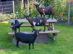 5 geiten te koop, Dieren en Toebehoren, Schapen, Geiten en Varkens, Vrouwelijk, Geit