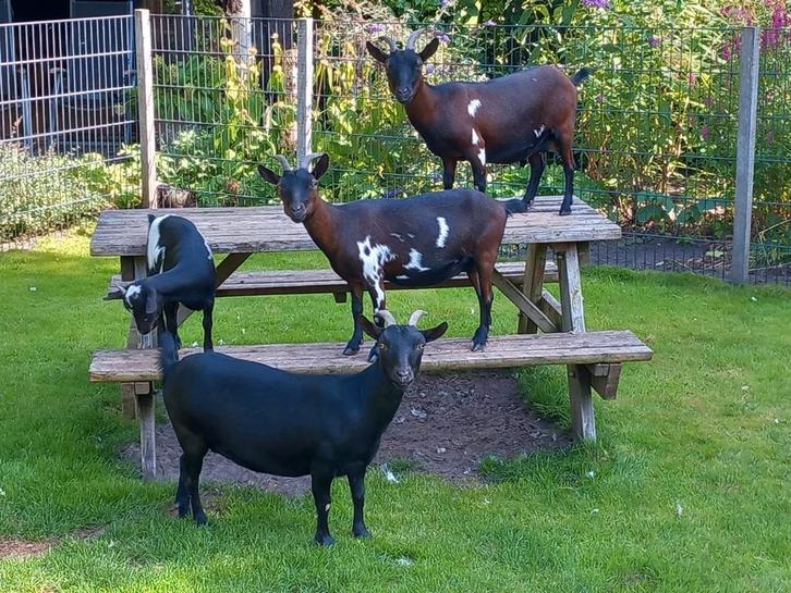 4  dwerggeiten te koop, Dieren en Toebehoren, Schapen, Geiten en Varkens, Geit, Vrouwelijk