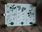 Schoolplaten bomen in Nederland, Ophalen, Natuur en Biologie