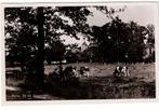 Heino 1950. Vele koeien bij de Dorpstoren., Ophalen of Verzenden, 1940 tot 1960, Gelopen, Overijssel