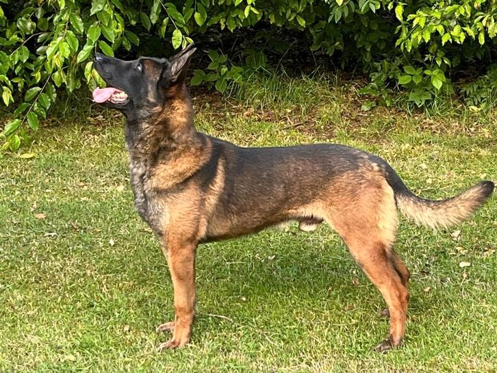 hond, Dieren en Toebehoren, Honden | Niet-rashonden, Groot, Reu, Particulier, Eén hond, Nederland, 3 tot 5 jaar, Parvo, Rabiës (hondsdolheid)