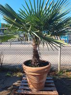 Palmboom, Ophalen, Zomer, Volle zon, Palmboom
