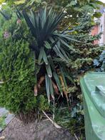 yuka, Tuin en Terras, Planten | Tuinplanten, Volle zon, Vaste plant, Zomer, Ophalen