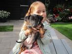 lieve jack russel pup teef black en tan zoekt goed huisje!, Dieren en Toebehoren, Honden | Jack Russells en Terriërs, Rabiës (hondsdolheid)