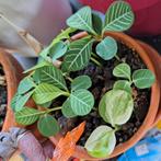 stekjes van Madagascar jewel, Huis en Inrichting, Kamerplanten, Ophalen of Verzenden, Overige soorten, Minder dan 100 cm