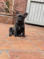 Laatste Franse bulldog pup met neusje . Mogen verhuizen, Dieren en Toebehoren, Honden | Bulldogs, Pinschers en Molossers, België
