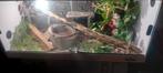 Korenslang met terrarium, Dieren en Toebehoren, Reptielen en Amfibieën | Toebehoren, Ophalen of Verzenden, Nieuw, Terrarium of Paludarium