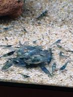 Blauwe garnalen, Dieren en Toebehoren, Vissen | Aquariumvissen, Kreeft, Krab of Garnaal, Zoetwatervis