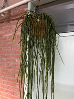 Rhipsalis paradoxa minor, Ophalen of Verzenden