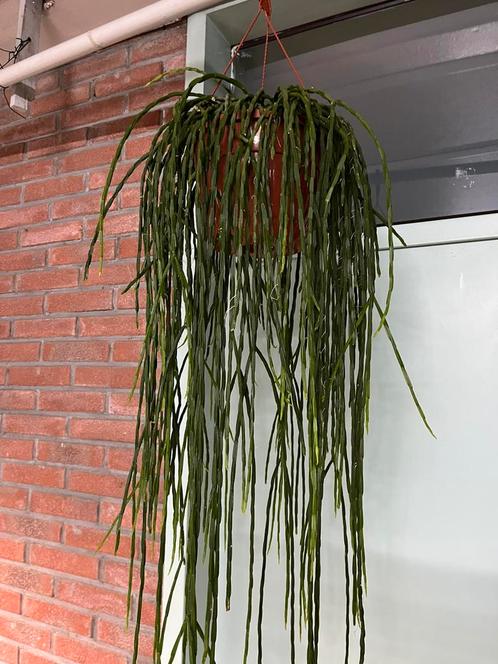 Rhipsalis paradoxa minor, Huis en Inrichting, Kamerplanten, Ophalen of Verzenden