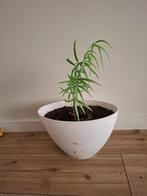 2 stekjes sierasperge €0,50/stuk, Groene kamerplant, Ophalen, Overige soorten, Minder dan 100 cm