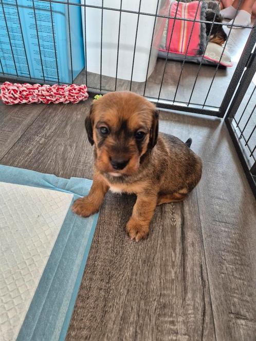 Pups teckel x boomer, Dieren en Toebehoren, Honden | Teckels en Dashonden, Reu, Dwerg, Particulier, Meerdere, Nederland, 8 tot 15 weken