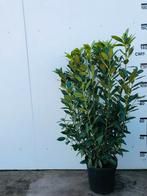Prunus laurocerasus, laurier, Ophalen, Laurier, 100 tot 250 cm