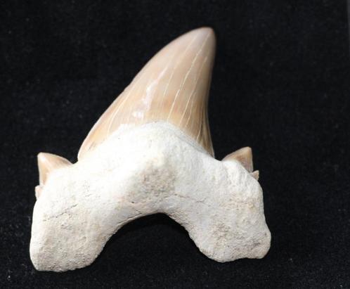 Haaientand, Verzamelen, Mineralen en Fossielen, Fossiel, Ophalen of Verzenden