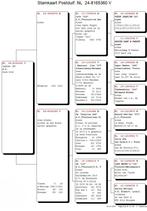 13 Top kweker van postduiven met zeer goede afstamming, Vrouwelijk, Postduif