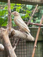 Roodmus pheao split albino man 2025, Dieren en Toebehoren, Vogels | Kanaries, Mannelijk, Kleurkanarie