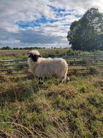 Wallische schwarzenase schaap ooi, Dieren en Toebehoren, Schapen, Geiten en Varkens, Vrouwelijk, Schaap, 0 tot 2 jaar