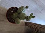 Cactus Tephrocactus Geometricus uit Argentinie, Ophalen, Cactus, Volle zon, Minder dan 100 cm