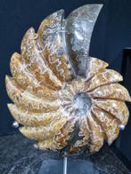 Geslepen ammoniet op standaard, Antiek en Kunst, Ophalen of Verzenden