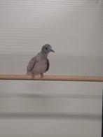 2-1 Vredes duifjes, Meerdere dieren, Tropenvogel, Geringd