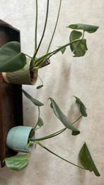 Planten monstera en Sanseveria, Ophalen of Verzenden, Overige soorten, Minder dan 100 cm