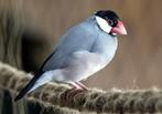 Koppeltje rijstvogels, Dieren en Toebehoren, Vogels | Overige Vogels, Meerdere dieren