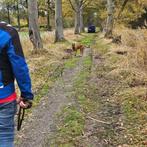 aanhankelijke jonge Mechelse herder reu, Dieren en Toebehoren, Honden | Herdershonden en Veedrijvers, Rabiës (hondsdolheid), 15 weken tot 1 jaar