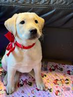 Fawn Labrador, CDV (hondenziekte), 8 tot 15 weken, Labrador retriever, Meerdere