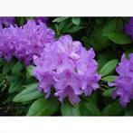 Rhododendron paars, Ophalen, Lente, Overige soorten, Halfschaduw