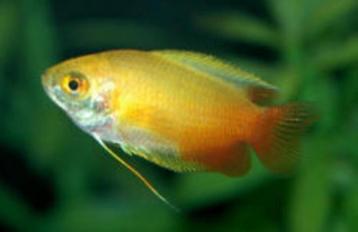 vele soorten en kleuren Dwerg gourami,  en  gourami, beschikbaar voor biedingen