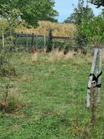 Gereserveerd 6 Jonge hanen, Dieren en Toebehoren, Pluimvee, Mannelijk, Kip
