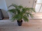 Goudpalm (Dypsis Lutescens) - Mooie kamerplant!, Tuin en Terras, Planten | Tuinplanten, Vaste plant, Bloeit niet, Halfschaduw
