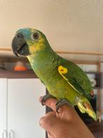 Amazone papegaai blauwgeel kop TAM, Dieren en Toebehoren, Vogels | Parkieten en Papegaaien, Mannelijk, Papegaai, Tam
