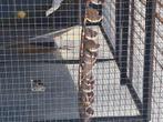 Zebra vinken mannetjes/vrouwtjes, Dieren en Toebehoren, Ophalen, Zo goed als nieuw, Vogelkooi