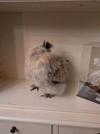 Zijdehoen taxidermie, Ophalen of Verzenden, Nieuw, Opgezet dier