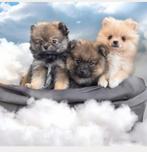 Pomeriaan Pups te koop, Dieren en Toebehoren, Honden | Poolhonden, Keeshonden en Oertypen, Keeshond, 15 weken tot 1 jaar, Reu