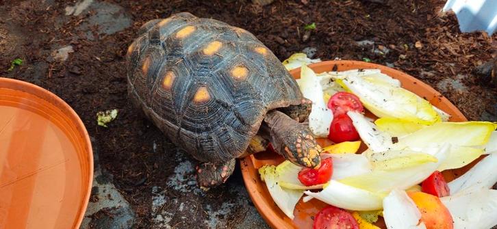 Kolenbranderschildpad, Dieren en Toebehoren, Reptielen en Amfibieën, Schildpad