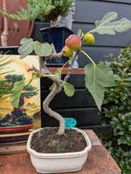Ficus Carica Vijg Bonsai, Bloeit niet, Halfschaduw, Minder dan 100 cm, Overige soorten