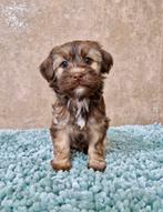 Prachtige boomer pups, Dieren en Toebehoren, Honden | Chihuahua's en Gezelschapshonden, Nederland, Overige rassen, CDV (hondenziekte)